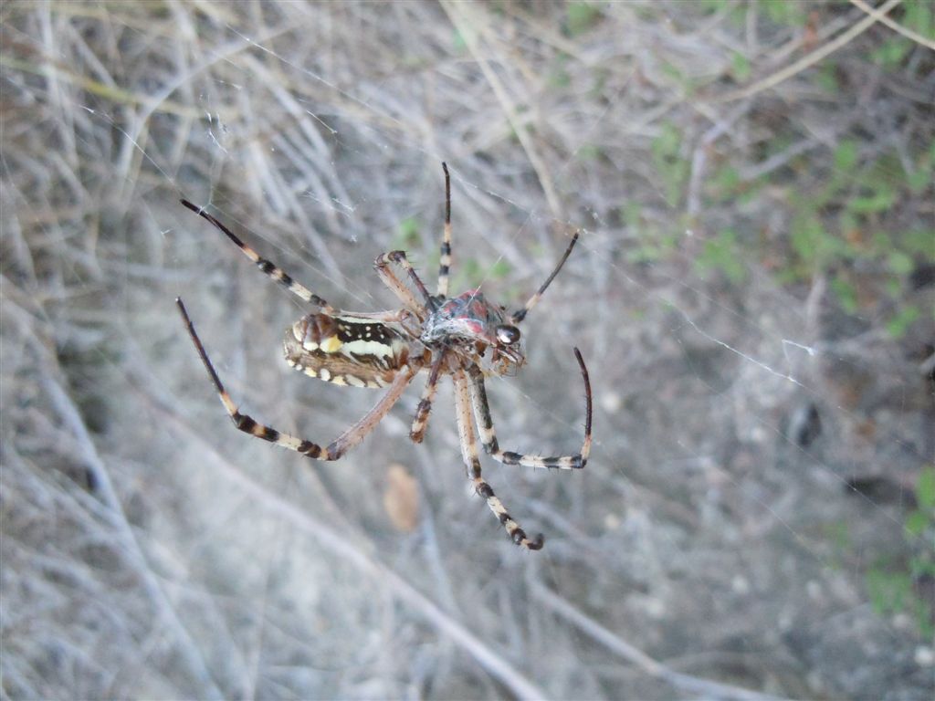 Argiope bruennichi + Argyrodes + dittero scroccone